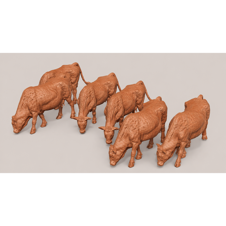SMFF001 Red Devon Cows Grazing x 6