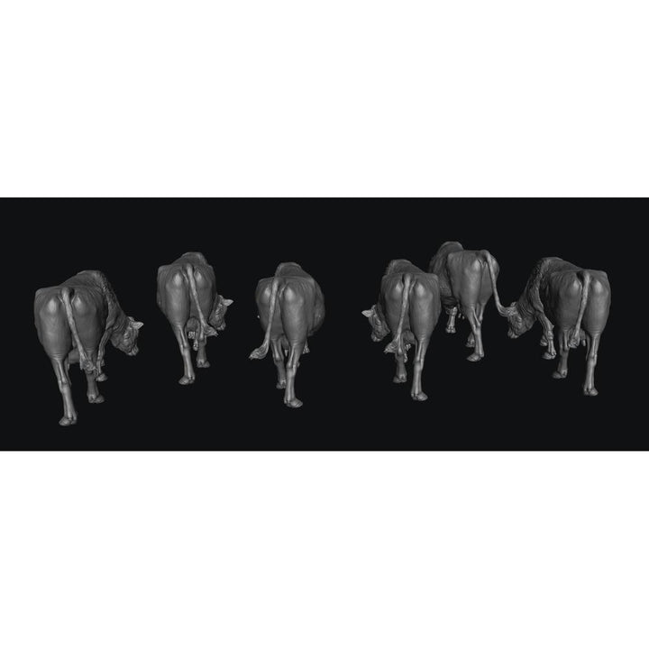 SMFF001 Red Devon Cows Grazing x 6